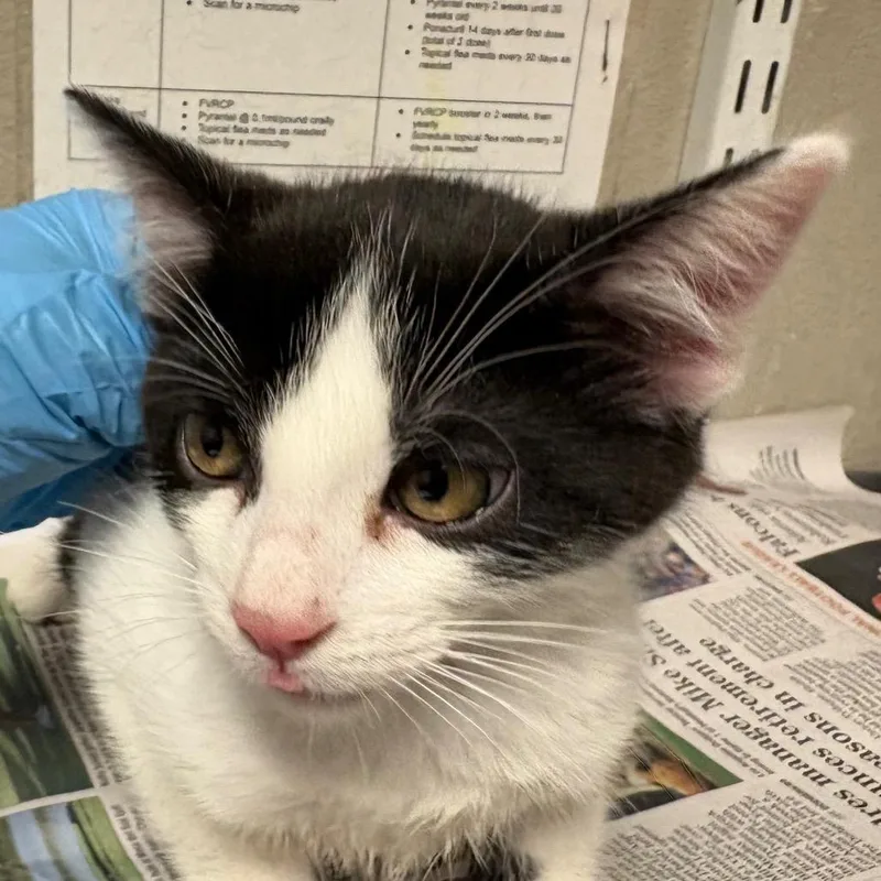 A baby small-sized female White Domestic Medium Hair cat named Max for adoption in Yuma, AZ