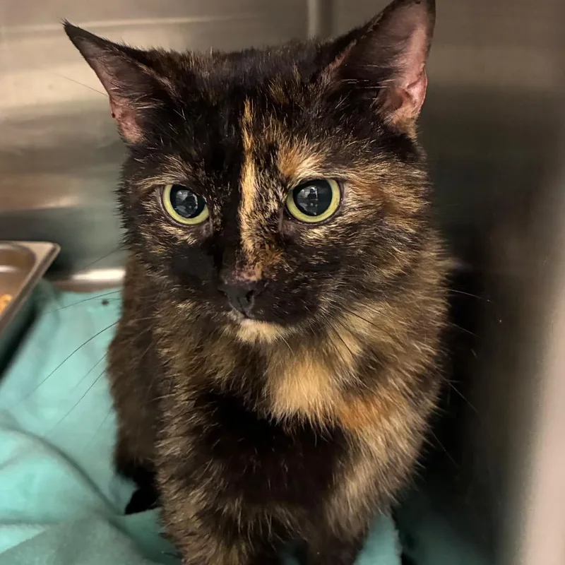 An adult medium-sized female Tortoiseshell Domestic Short Hair cat named Clara for adoption in Birmingham, AL