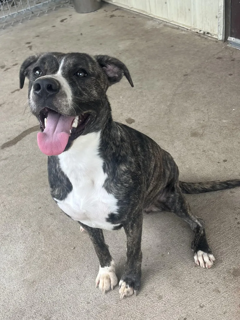 An adult medium-sized female Brindle Mixed Breed dog named Dorothy for adoption in Pomeroy, OH