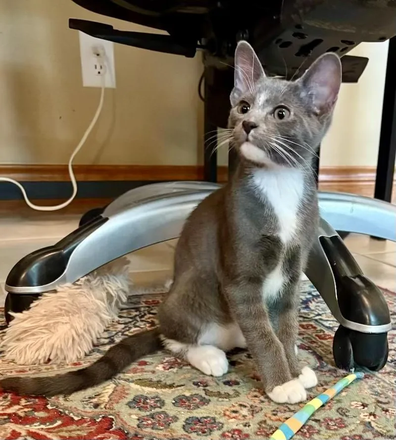 A baby small-sized male Gray & White Domestic Short Hair cat named Oscar Kuykendahl for adoption in Spring, TX