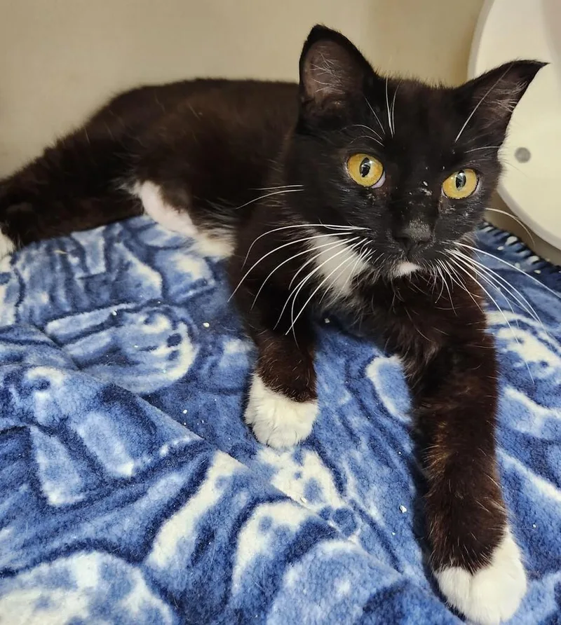 An adult medium-sized female Black & White / Tuxedo Domestic Short Hair cat named Kiwi for adoption in Westfield, WI
