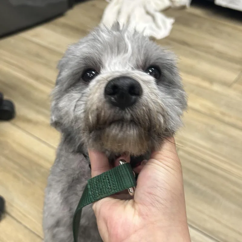 A baby small-sized male Miniature Poodle dog named PahDoodle for adoption in Newark, NJ
