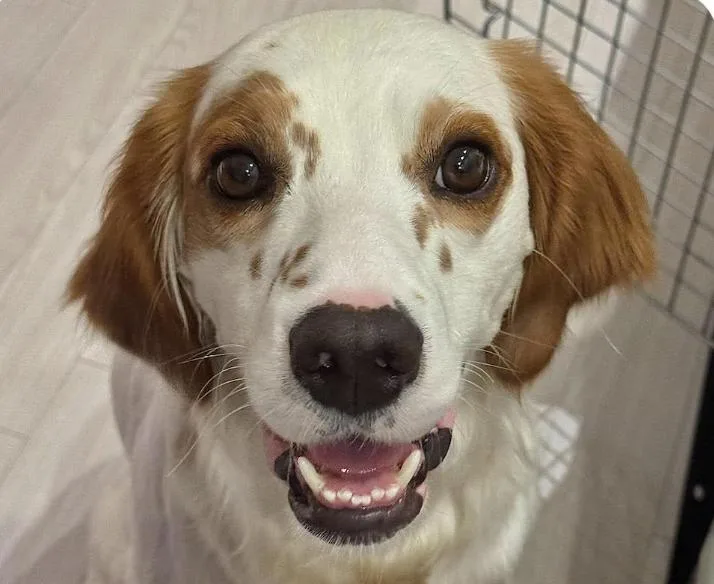 An adult medium-sized male English Setter dog named Romie for adoption in San Ramon, CA