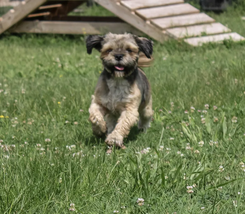 An adult small-sized female Gray / Blue / Silver Lhasa Apso dog named Rowena for adoption in Neosho, MO