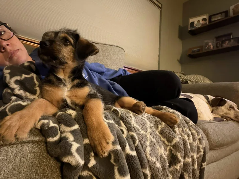 A young small-sized male Border Terrier dog named Munchkin for adoption in West Richland, WA