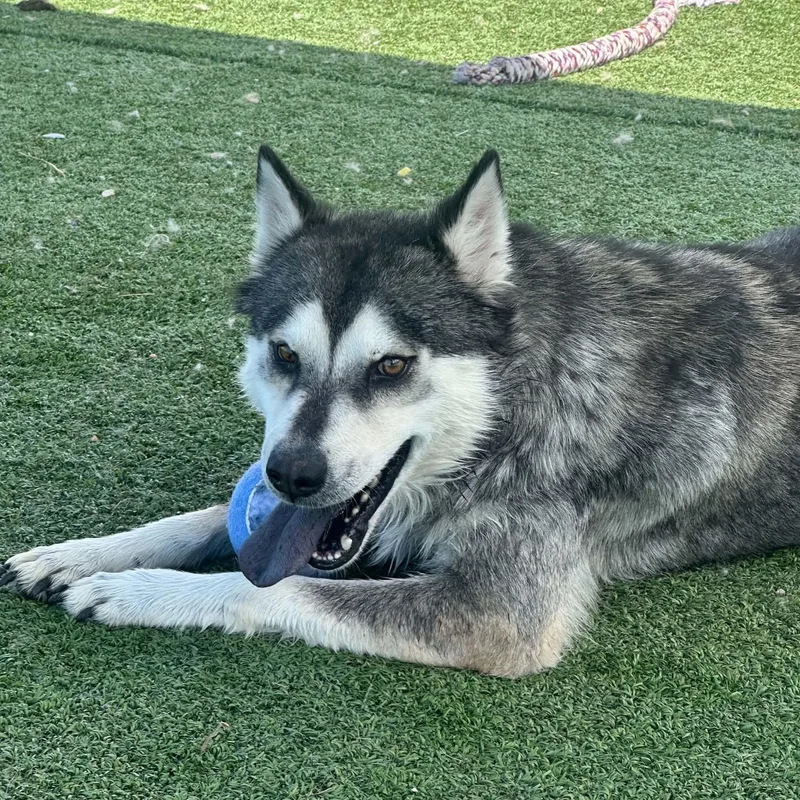 Apollo