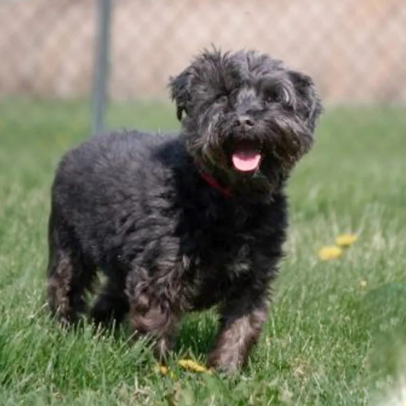 A senior small-sized male Brown / Chocolate Terrier dog named Lucky for adoption in Albany, NY