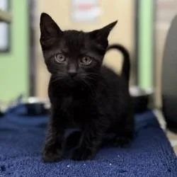 A baby small-sized male Black Domestic Short Hair cat named Tzatziki for adoption in Bullhead City, AZ