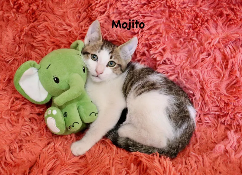 A baby medium-sized male Tabby (Brown / Chocolate) Turkish Van cat named Mojito for adoption in Saint Augustine, FL