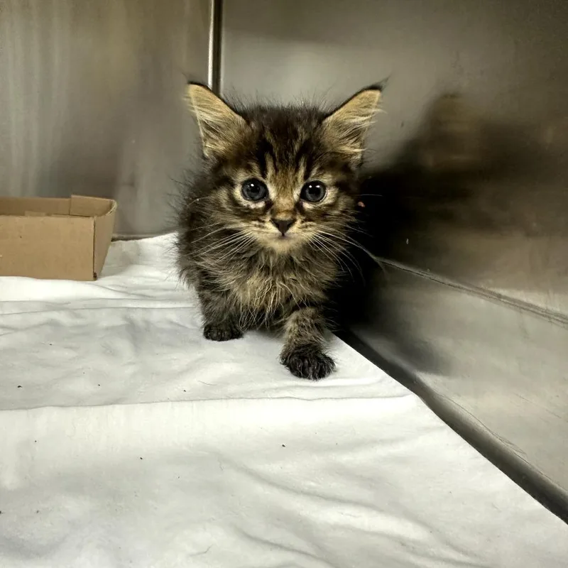 A baby small-sized male Domestic Short Hair cat named Tank for adoption in Donalsonville, GA