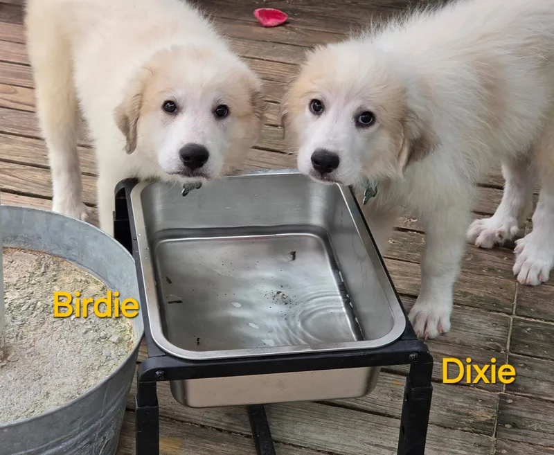 A young large-sized female Great Pyrenees dog named Dixie Belle for adoption in Atlanta, GA