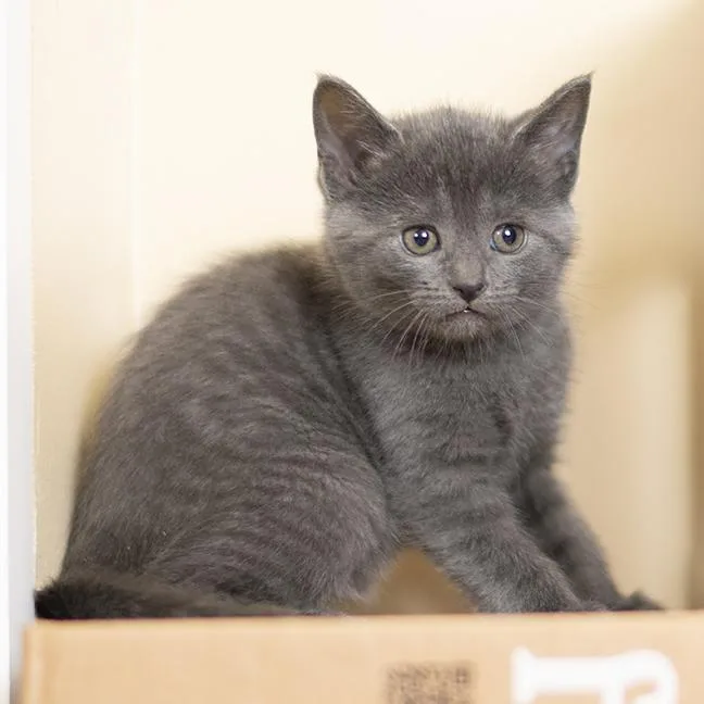 Magellan thumbnail 2