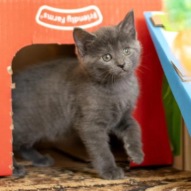 Magellan thumbnail 3