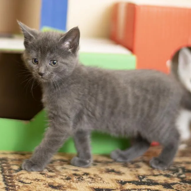 Magellan thumbnail 4