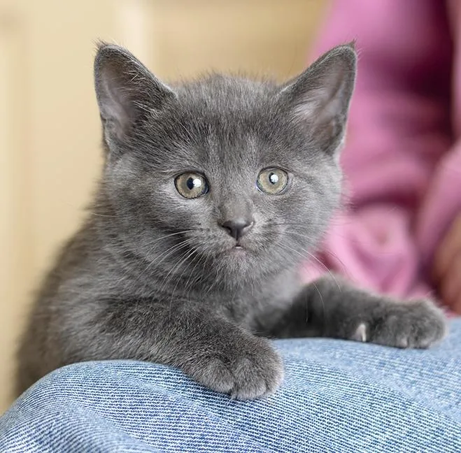 A baby medium-sized female Gray / Blue / Silver Domestic Short Hair cat named Magellan for adoption in Chicago, IL
