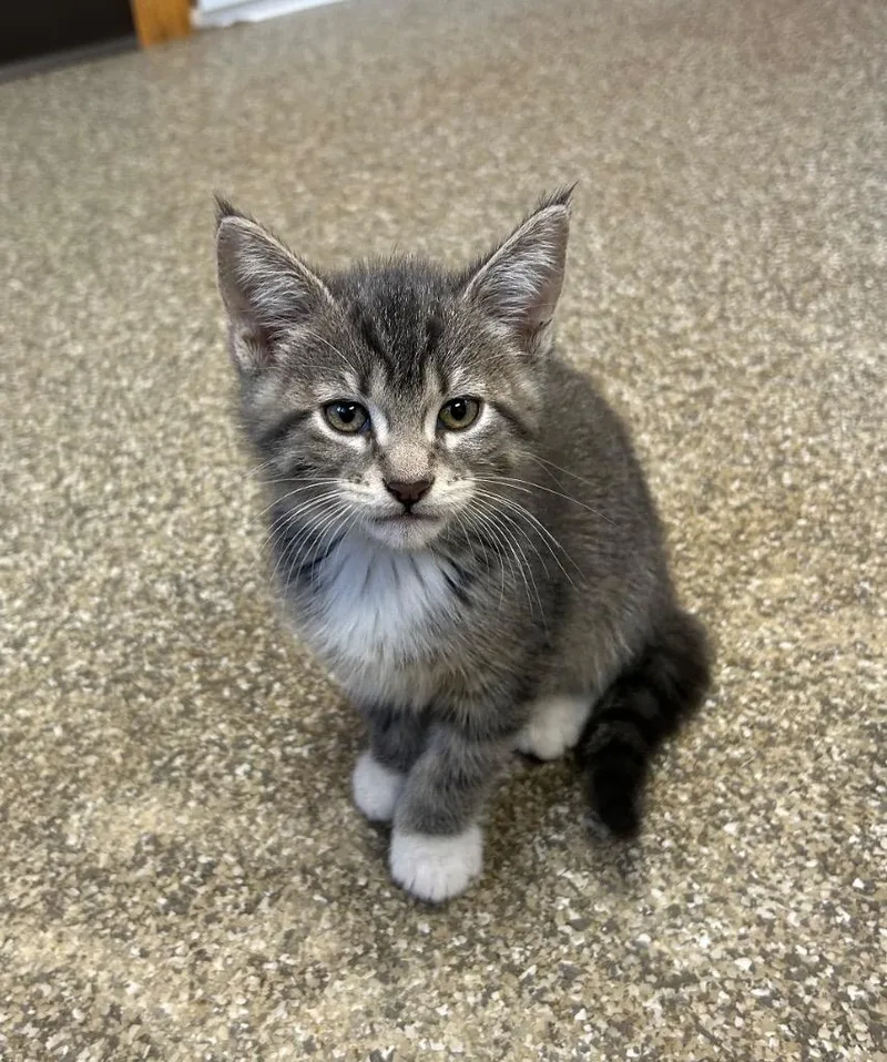 A baby small-sized male Domestic Short Hair cat named Thor for adoption in Spooner, WI