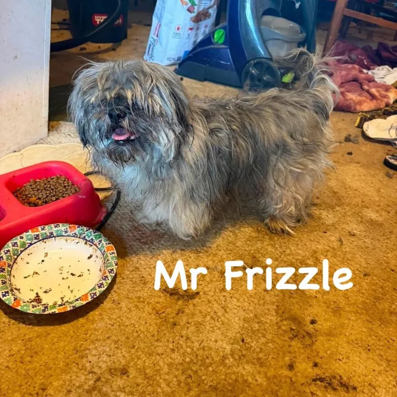 Mr Frizzle thumbnail 2