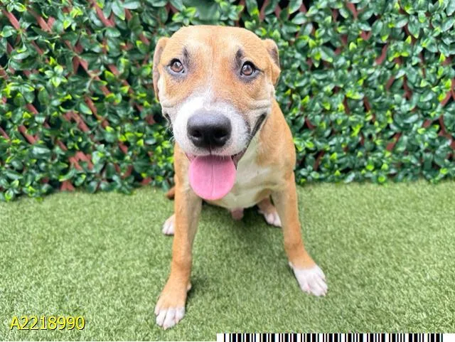 An adult medium-sized male Mixed Breed dog named Toffee for adoption in West Palm Beach, FL
