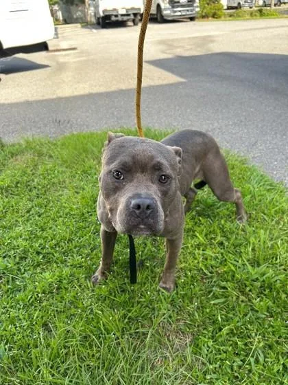 An adult large-sized female Mixed Breed dog named Bonnie for adoption in Savannah, GA