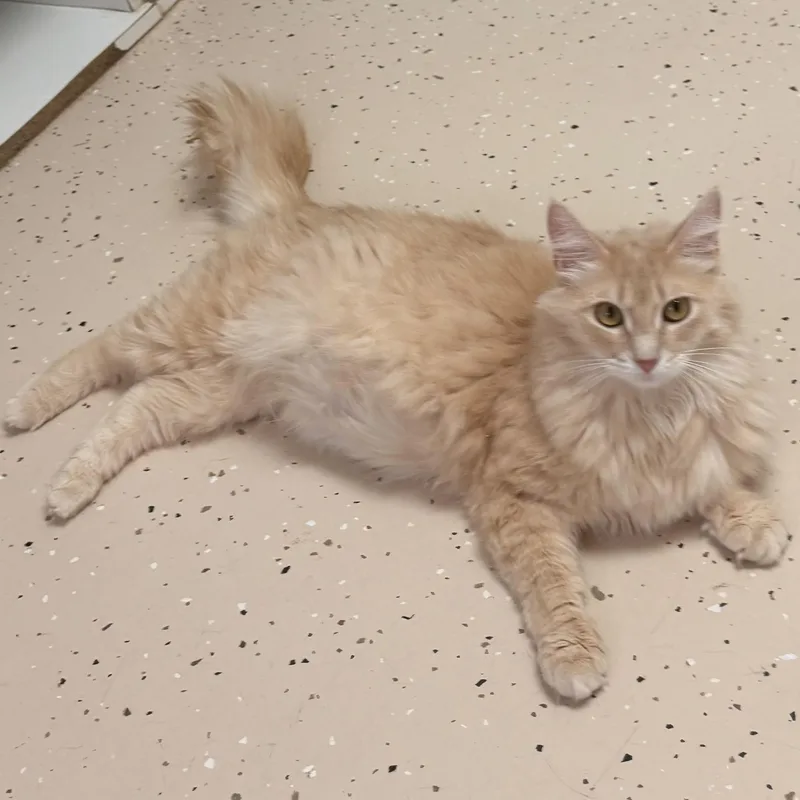 An adult medium-sized male Orange & White Domestic Medium Hair cat named Skipper for adoption in Pilot Point, TX