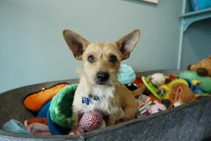 An adult small-sized male Norwich Terrier dog named Cajun for adoption in San Antonio, TX