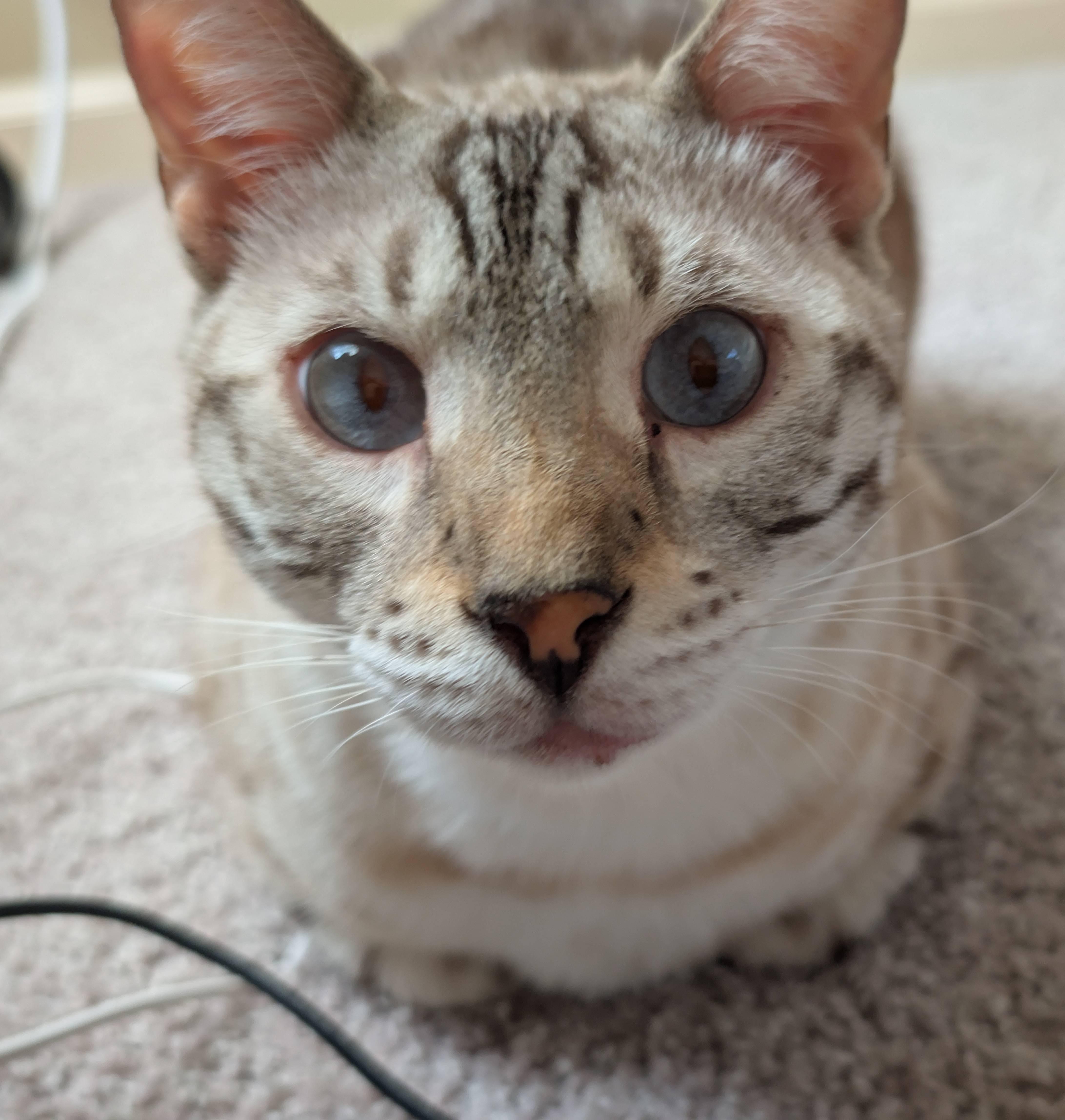 Mr. CatRAW DIET ONLY thumbnail 2