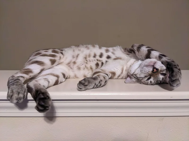 Mr. CatRAW DIET ONLY thumbnail 3