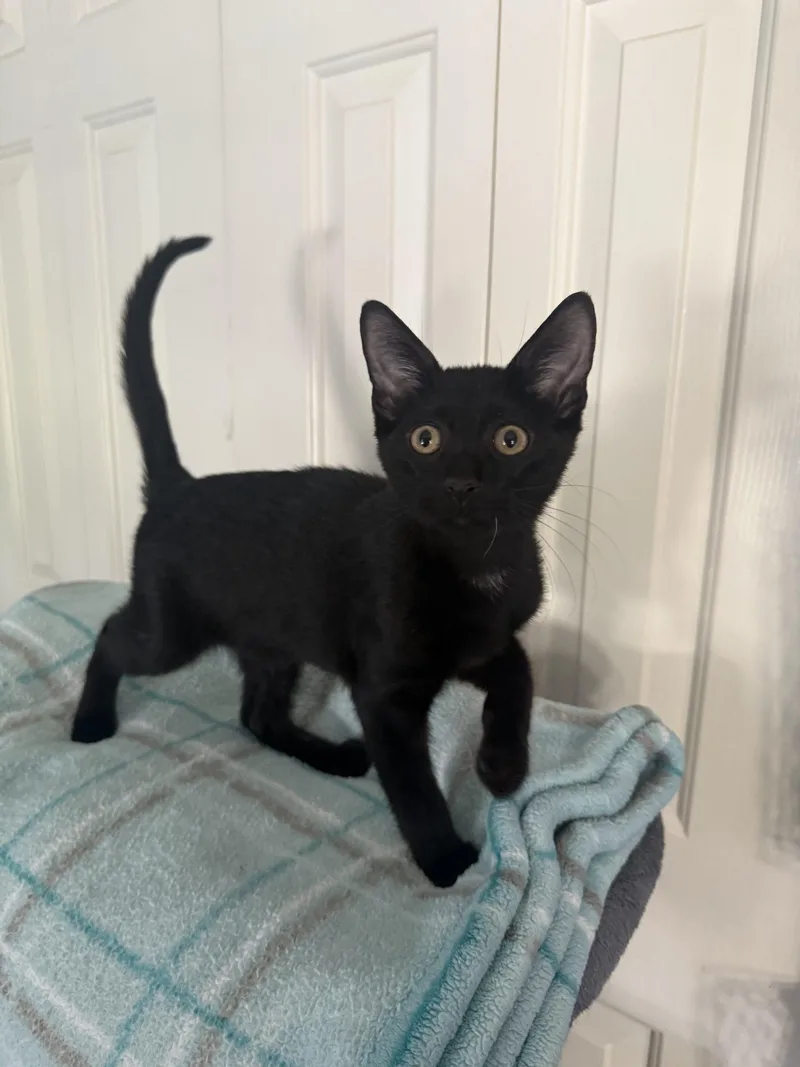 A young small-sized male Domestic Short Hair cat named Gus for adoption in Seven Valleys, PA