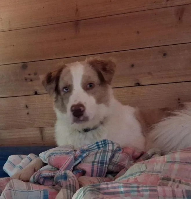 An adult medium-sized male Brown / Chocolate Australian Shepherd dog named Richie cs for adoption in Columbia, MD