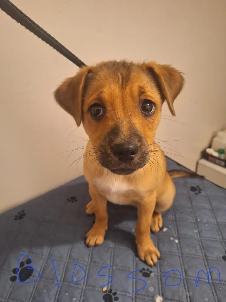 A baby medium-sized female Brittany Spaniel dog named Blossom for adoption in Melbourne, AR