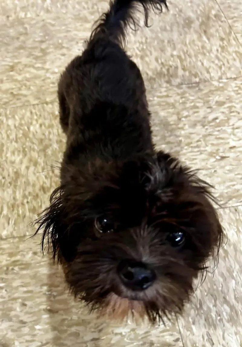 A young small-sized male Shih Tzu dog named Fannie and Harley for adoption in Ozone Park, NY