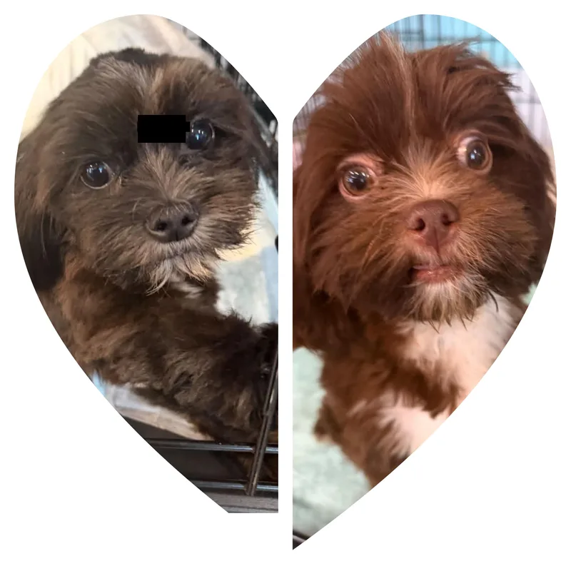Fannie and Harley thumbnail 4