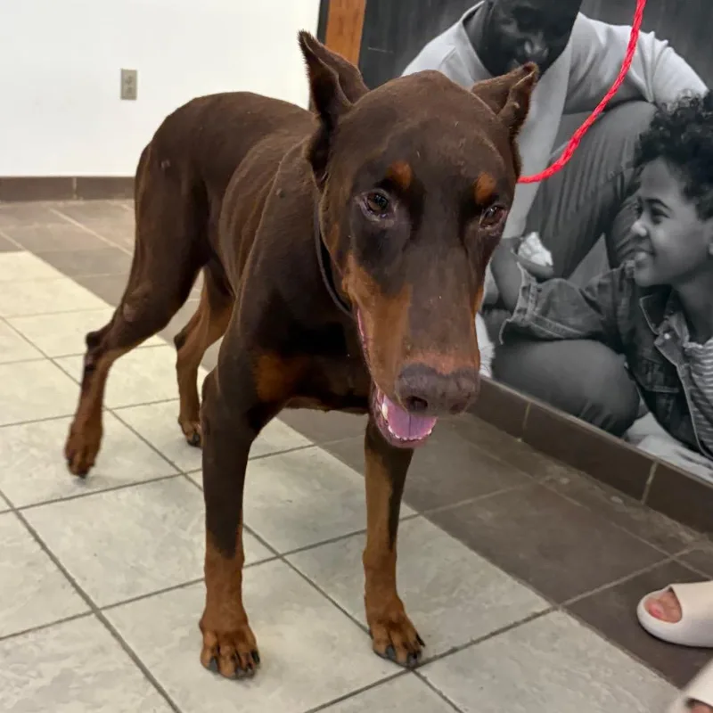 An adult large-sized male Red / Chestnut / Orange Mixed Breed dog named StrayJRAllenParkwaySchomburg for adoption in Columbus, GA