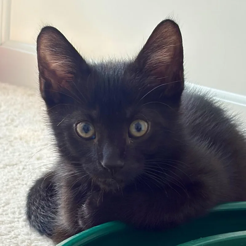 A baby small-sized male Black Domestic Short Hair cat named Soot for adoption in Durham, NC