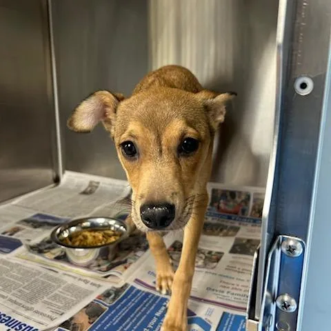 A baby small-sized female Apricot / Beige Mixed Breed dog named Jello for adoption in Knoxville, TN