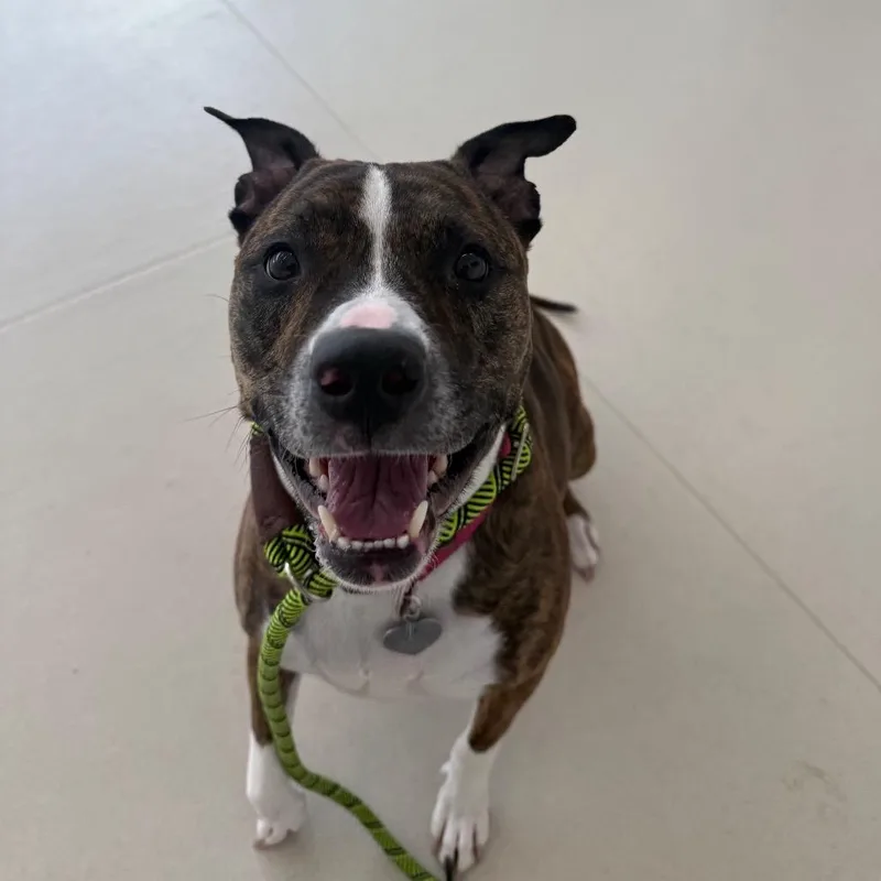 An adult large-sized female Brindle American Staffordshire Terrier dog named Zoey for adoption in Warwick, RI