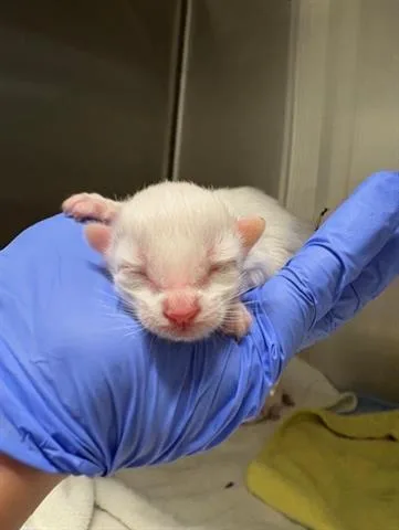 A baby small-sized male Domestic Short Hair cat named Fluffy for adoption in San Martin, CA