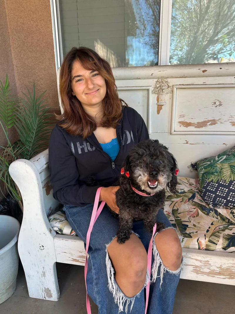 A senior small-sized female Black Miniature Poodle dog named Britney Spears for adoption in Murrieta, CA