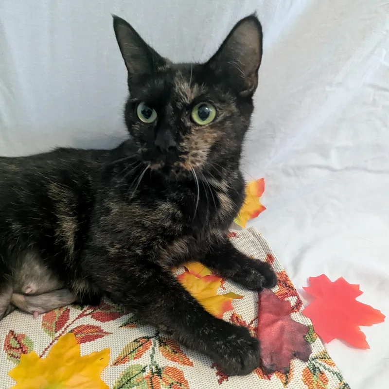Elvira  Friendly Torti thumbnail 2