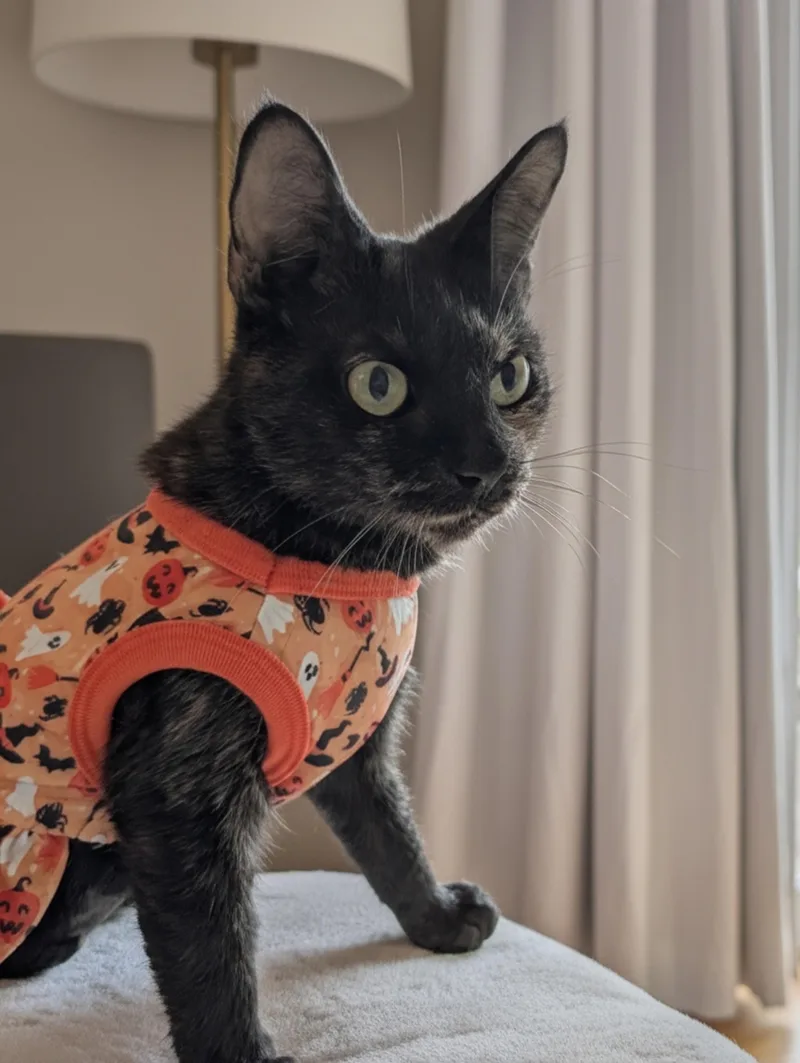 Elvira  Friendly Torti thumbnail 3