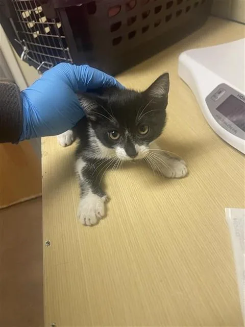A baby small-sized female Domestic Short Hair cat named Android for adoption in Sacramento, CA
