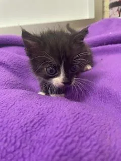 A baby small-sized female Black & White / Tuxedo Tuxedo cat named Resin for adoption in Parlier, CA