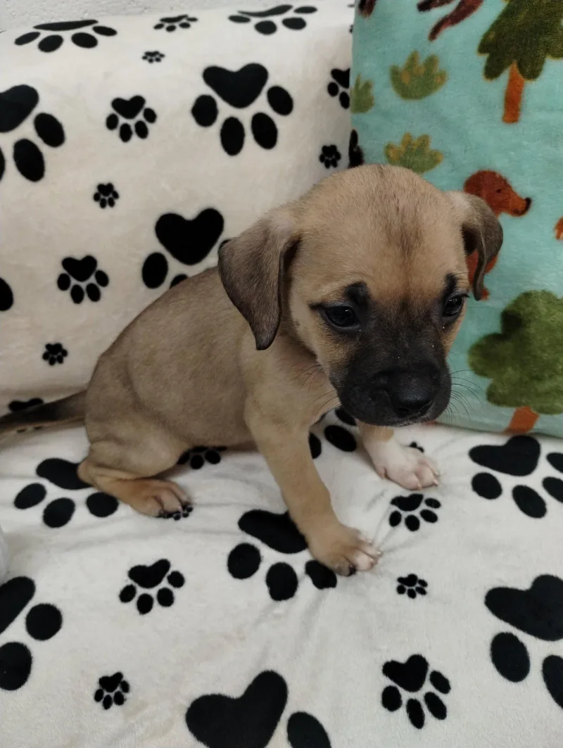 A baby medium-sized female Mixed Breed dog named Star for adoption in York, SC