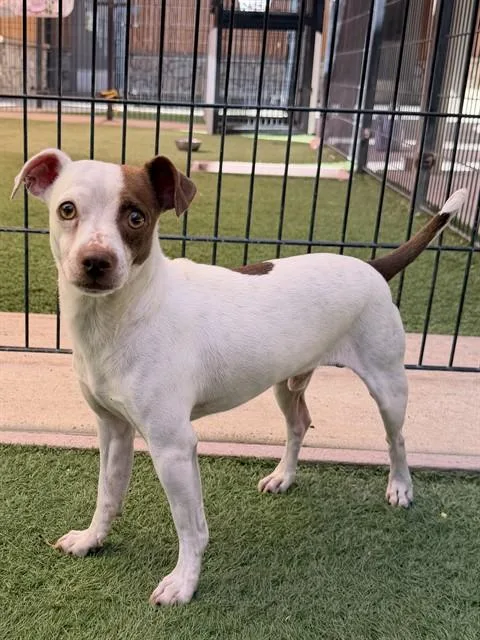 An adult small-sized male Chihuahua dog named Angelo for adoption in Sacramento, CA