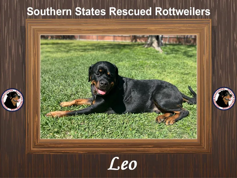 Leo