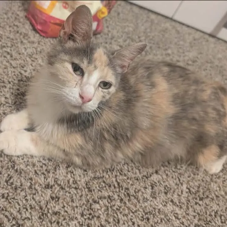An adult medium-sized female Domestic Medium Hair cat named Adelle for adoption in mount vernon, AR