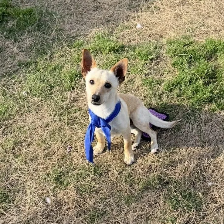 A young small-sized male Chihuahua dog named Mickey Is Only  for adoption in Kaufman, TX