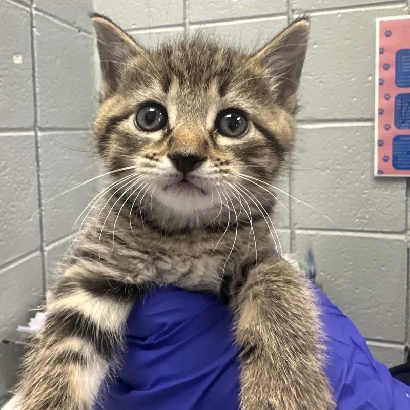 A baby small-sized male Brown / Chocolate Domestic Short Hair cat named Spencer for adoption in West Olive, MI