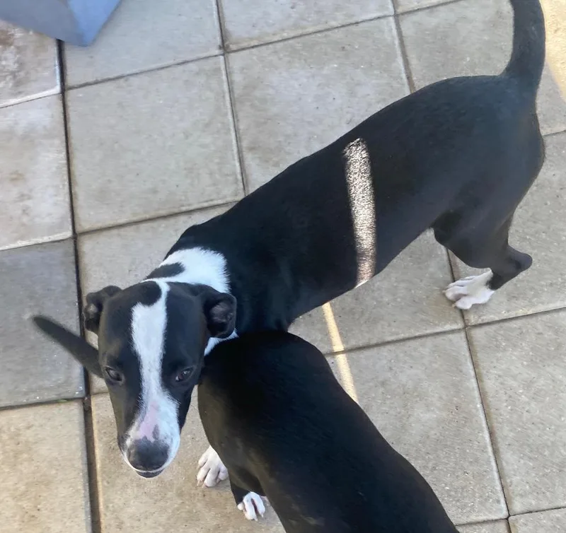 A baby medium-sized female Tricolor (Brown, Black, & White) Mixed Breed dog named Molly for adoption in Crescent City, FL