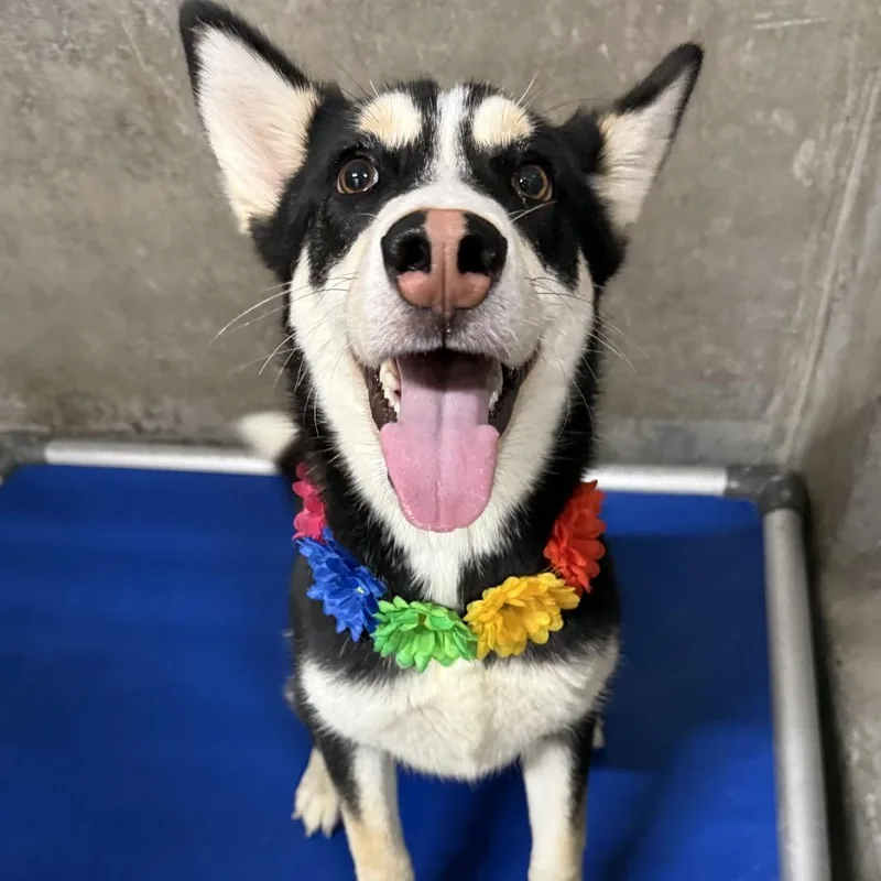 A young medium-sized female Black Mixed Breed dog named Lisa for adoption in Las Cruces, NM